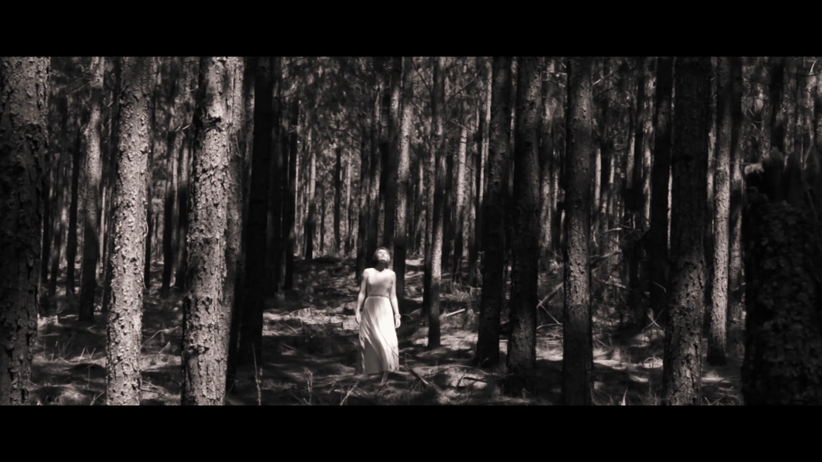 Spring in Delville Woods — still